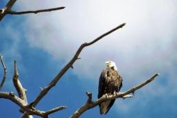 Bald eagle on the Colorado River canoe trip