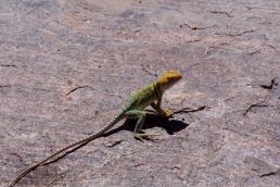 Moab lizard.