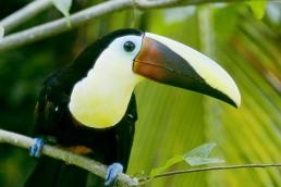 Beautiful tucan