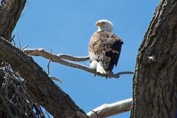 The Regal Eagle