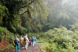 Forest Hike