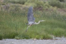 Beauty in Flight