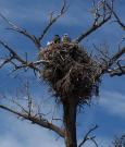 Yampa River Canoeing: Denver Museum Birds & Wildlife