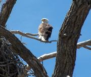 Yampa River Canoeing: CO School of Mines Ecology/Art--River to Desert. Open to Teachers and the Adult Public