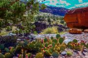 Gunnison River Canoeing: Nature's Adaptations -- River to Desert with Denver Botanic Gardens