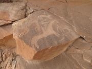 Gunnison River Canoeing: Nature's Adaptations -- River to Desert with Denver Botanic Gardens