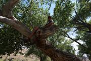 Colorado River Canoeing: with History Colorado & Dr. Andy Gulliford